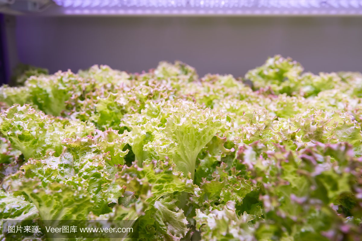 Led照明室内农场技术的温室蔬菜种植